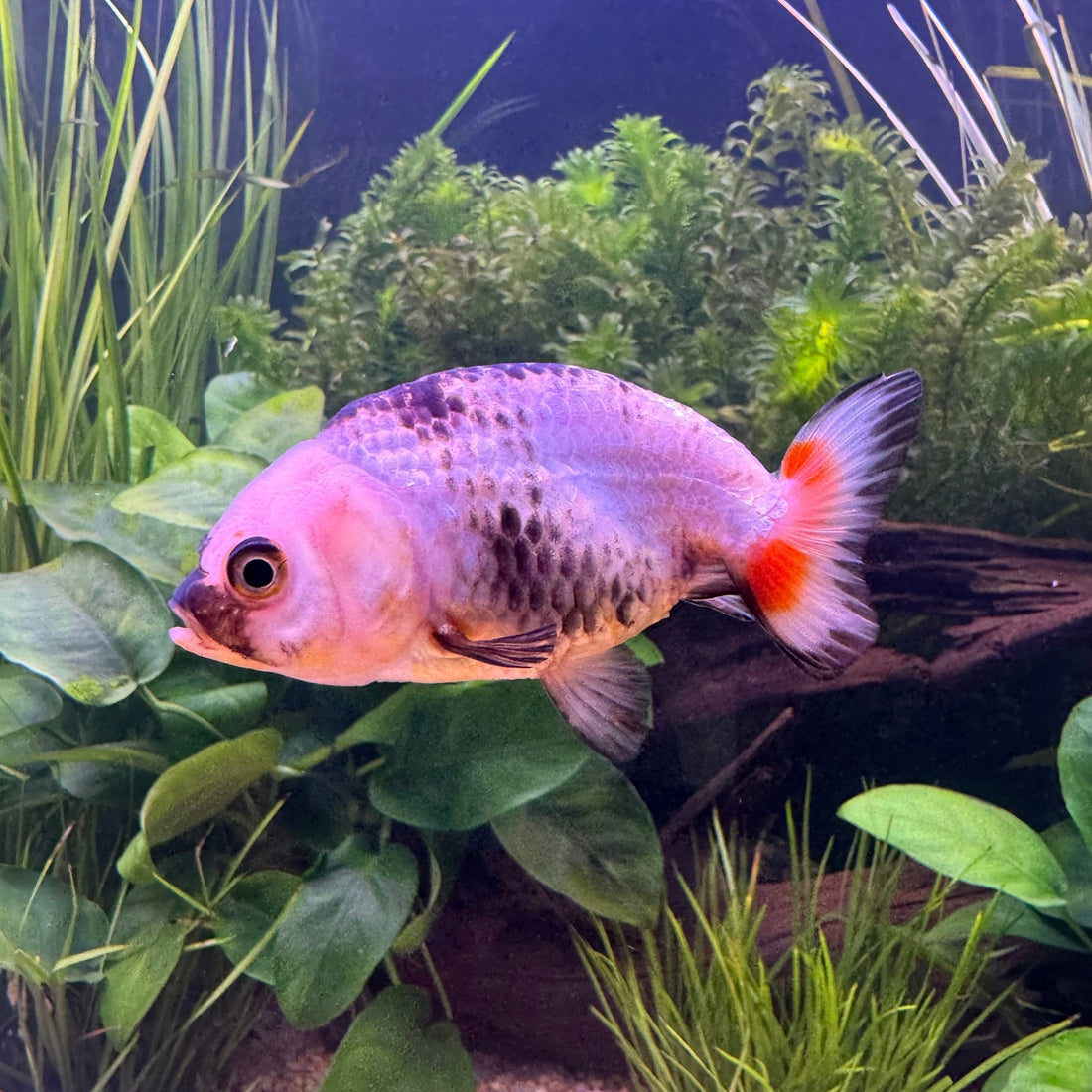 Ranchu Goldfish - Assorted Colours – The Fish Farm