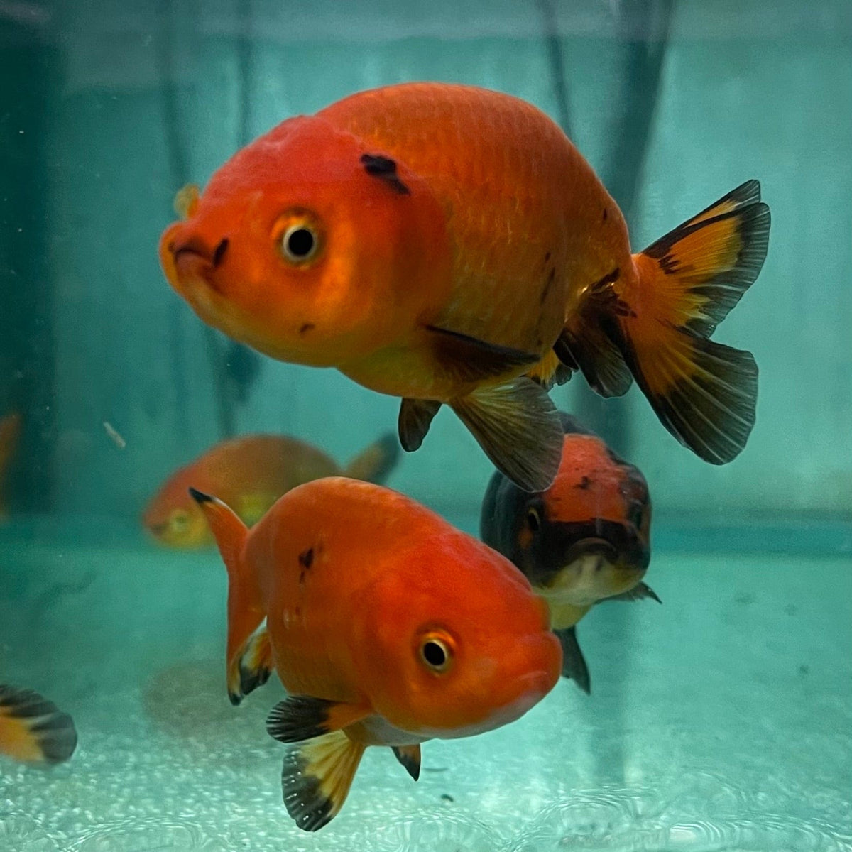 Goldfish Ranchu Ranchu Goldfish - Assorted Colours – The Fish Farm