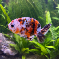 the-fish-farm Goldfish Ranchu Goldfish - Calico 5cm Ranchu Goldfish - Calico 5cm  - The Fish Farm