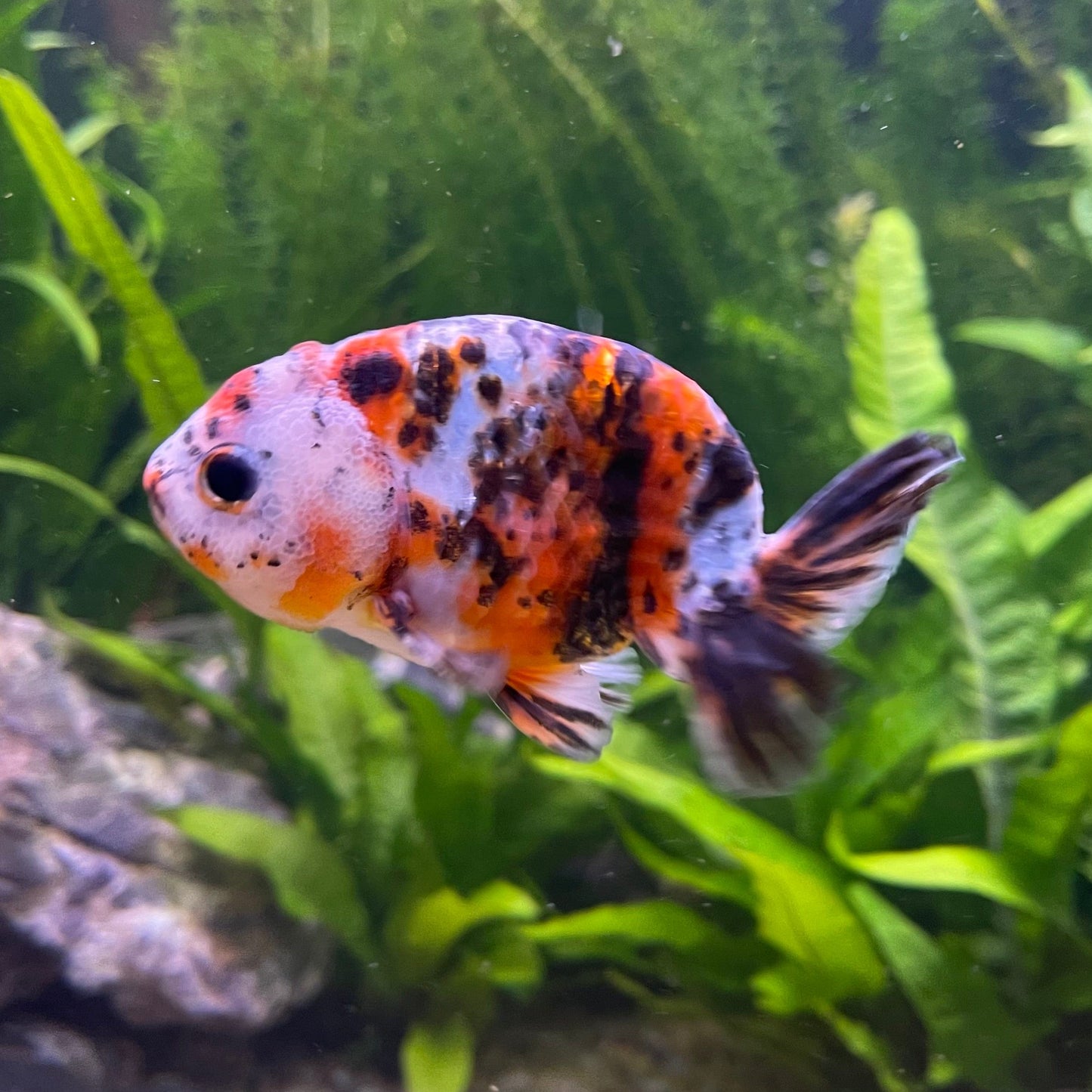 the-fish-farm Goldfish Ranchu Goldfish - Calico 5cm Ranchu Goldfish - Calico 5cm  - The Fish Farm