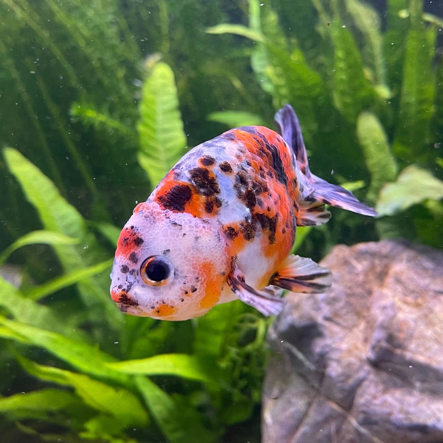 the-fish-farm Goldfish Ranchu Goldfish - Calico 5cm Ranchu Goldfish - Calico 5cm  - The Fish Farm