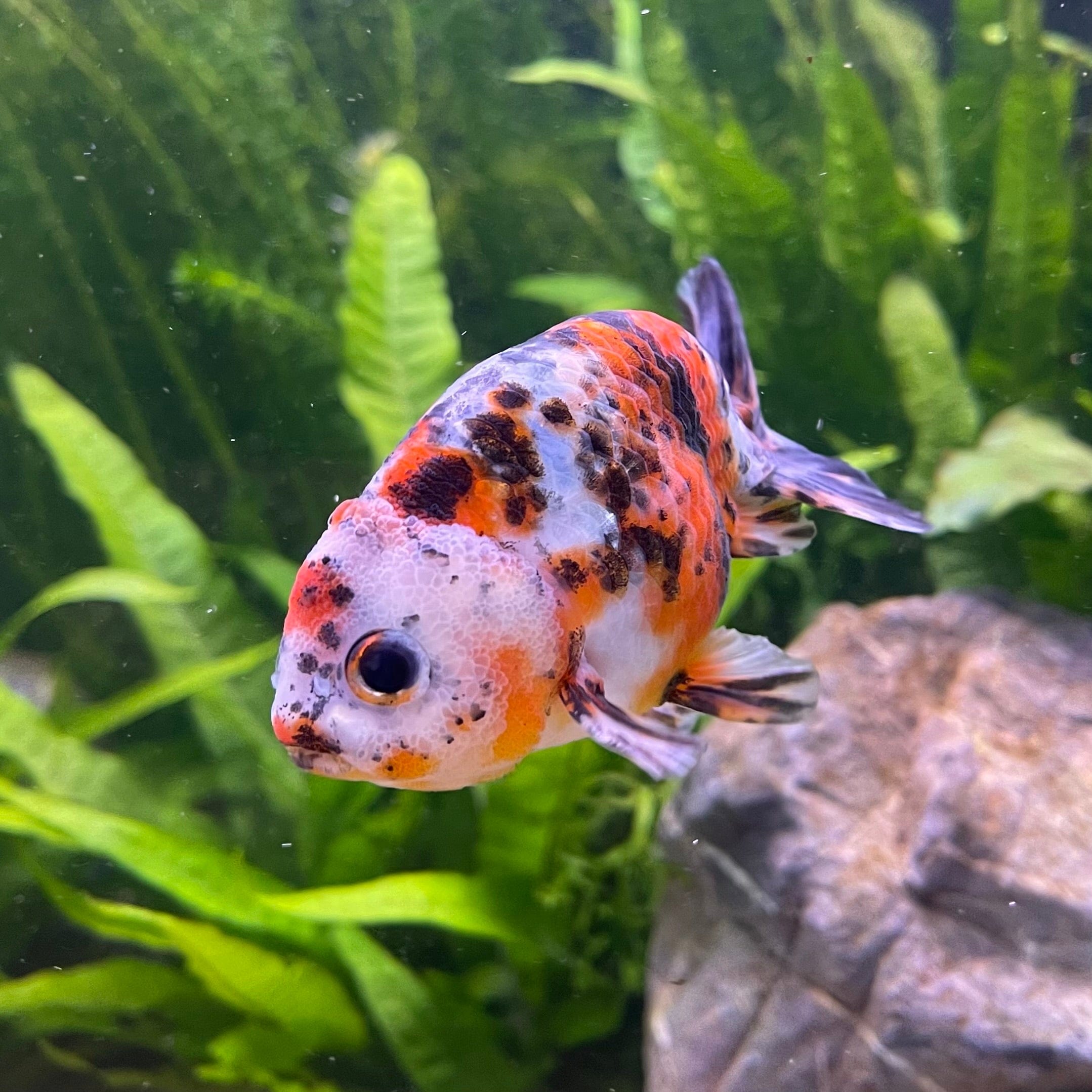 the-fish-farm Goldfish Ranchu Goldfish - Calico 5cm Ranchu Goldfish - Calico 5cm  - The Fish Farm