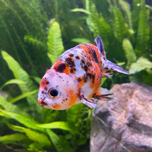 the-fish-farm Goldfish Ranchu Goldfish - Calico 5cm Ranchu Goldfish - Calico 5cm  - The Fish Farm