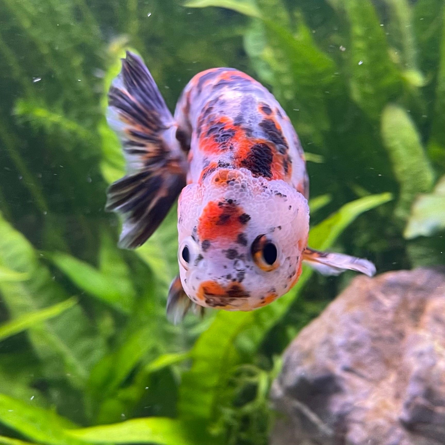 the-fish-farm Goldfish Ranchu Goldfish - Calico 5cm Ranchu Goldfish - Calico 5cm  - The Fish Farm