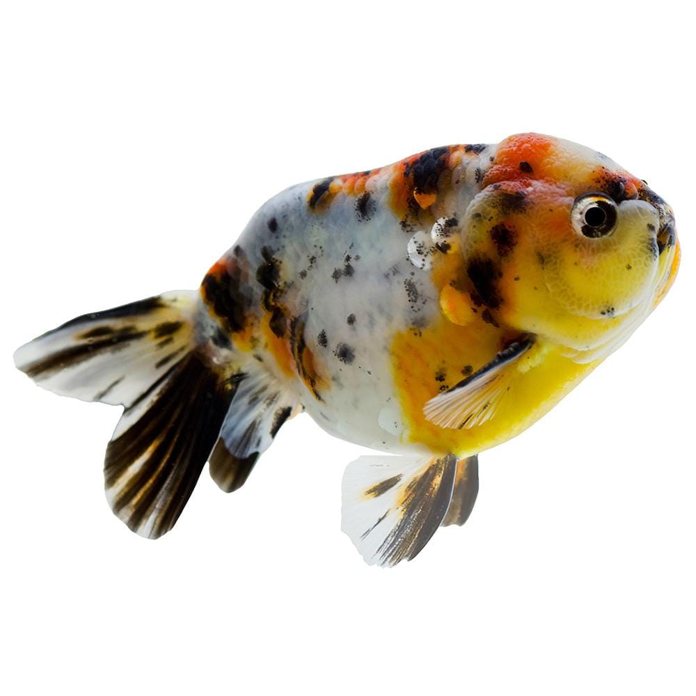 Small Rancho Fish Ranchu Goldfish - Calico 5cm - The Fish Farm