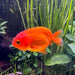 the-fish-farm Goldfish Ranchu Goldfish - Red Ranchu Goldfish - Red - The Fish Farm Australia