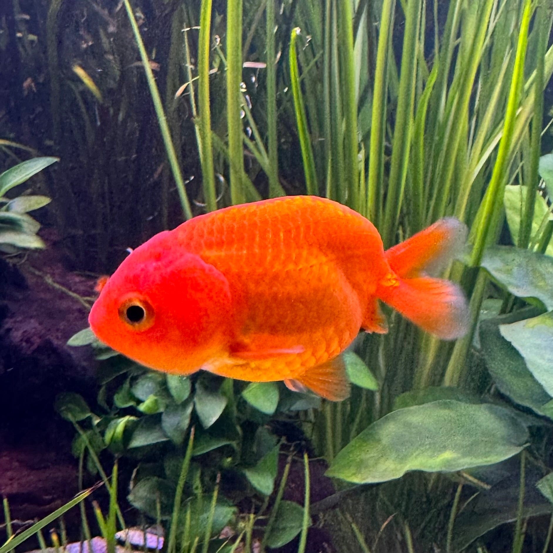 Ranchu Goldfish - Red - The Fish Farm Australia