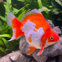 the-fish-farm Goldfish Ryukin Goldfish - Assorted Colours Ryukin Goldfish In Assorted Colours - The Fish Farm