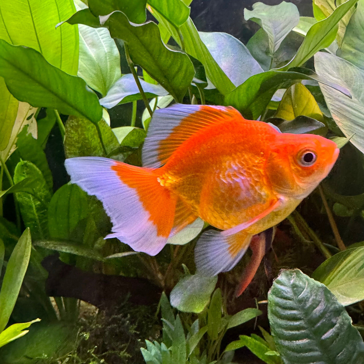 Ryukin Goldfish In Assorted Colours - The Fish Farm