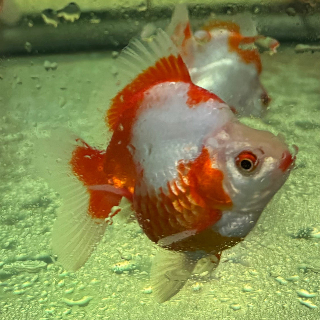 Ryukin Goldfish In Assorted Colours - The Fish Farm