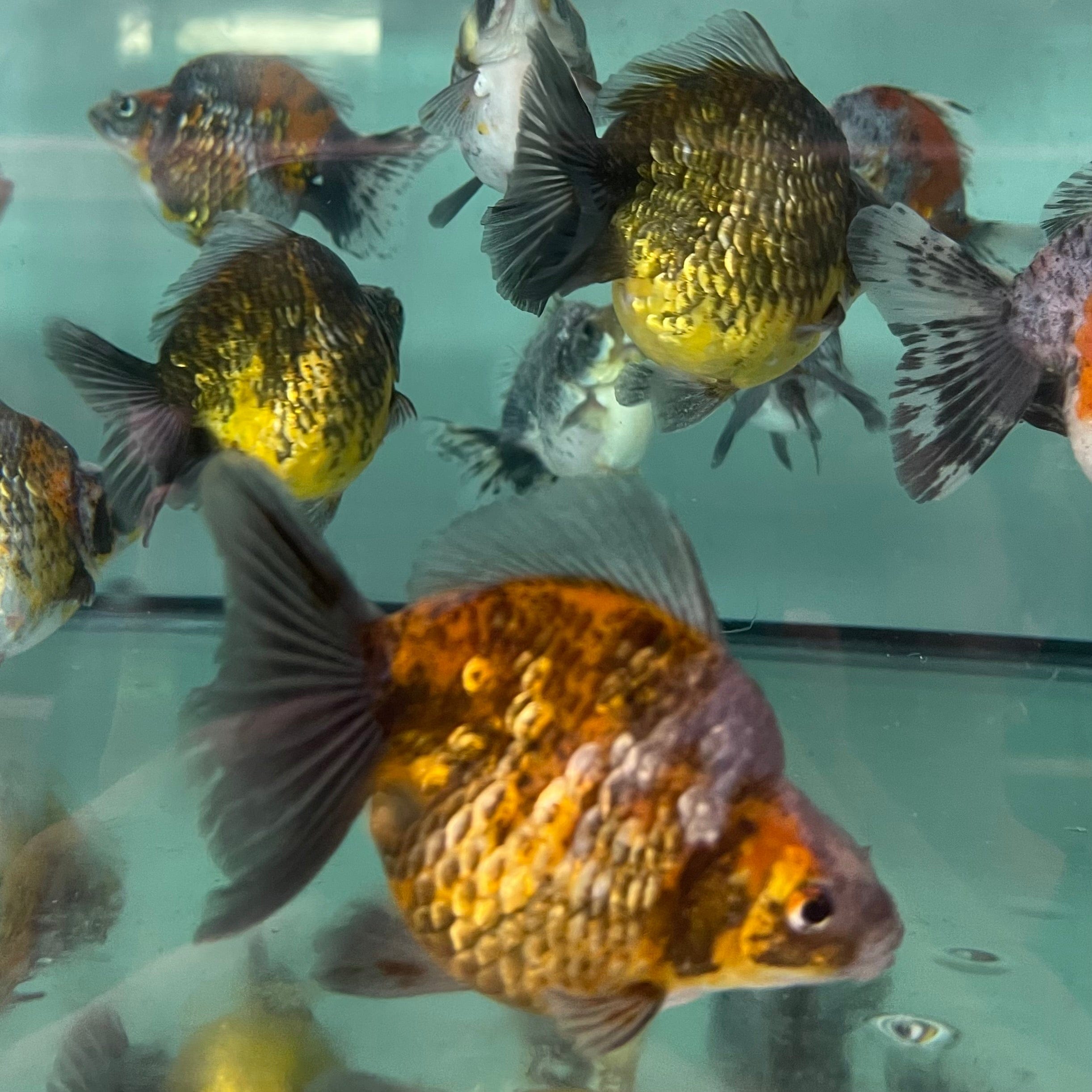 the-fish-farm Goldfish Ryukin Goldfish - Calico Buy Calico Ryukin Goldfish from The Fish Farm Australia