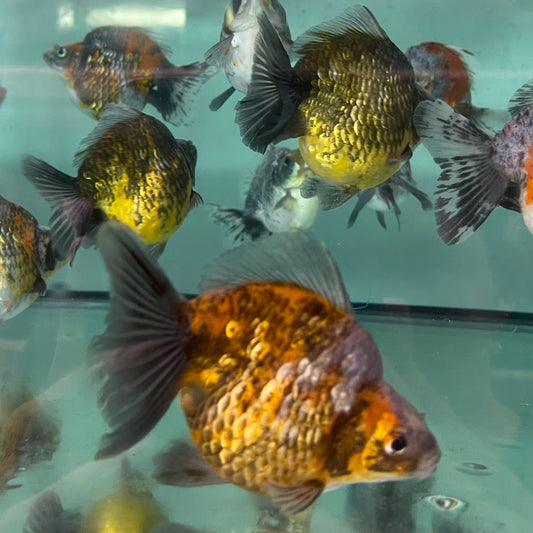 the-fish-farm Goldfish Ryukin Goldfish - Calico Buy Calico Ryukin Goldfish from The Fish Farm Australia