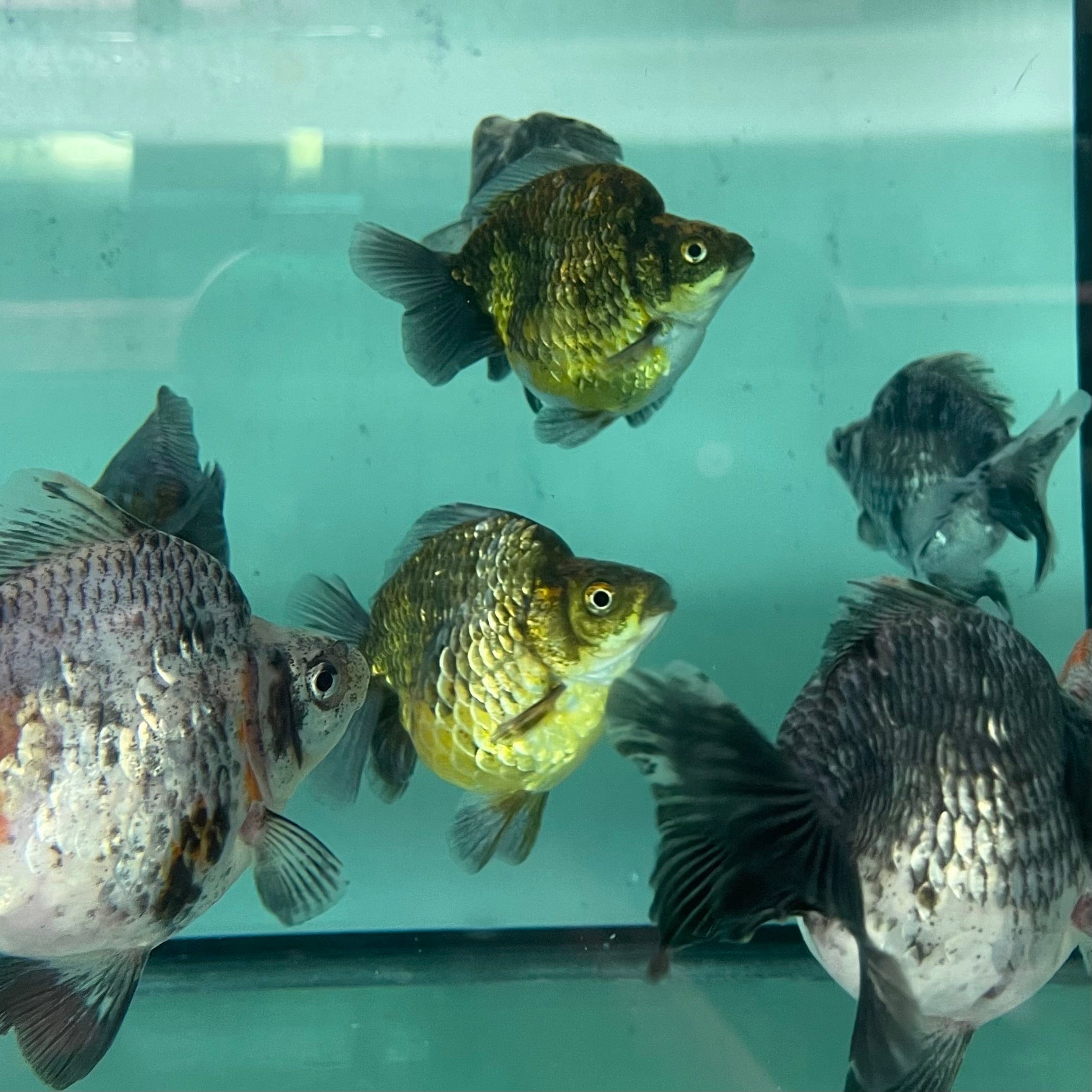 the-fish-farm Goldfish Ryukin Goldfish - Calico Buy Calico Ryukin Goldfish from The Fish Farm Australia