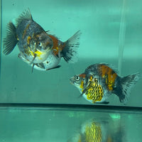 the-fish-farm Goldfish Ryukin Goldfish - Calico Buy Calico Ryukin Goldfish from The Fish Farm Australia