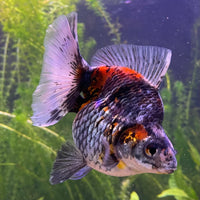 the-fish-farm Goldfish Ryukin Goldfish - Calico Buy Calico Ryukin Goldfish from The Fish Farm Australia