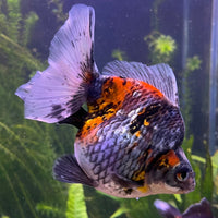 the-fish-farm Goldfish Ryukin Goldfish - Calico Buy Calico Ryukin Goldfish from The Fish Farm Australia