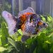 the-fish-farm Goldfish Ryukin Goldfish - Calico Buy Calico Ryukin Goldfish from The Fish Farm Australia