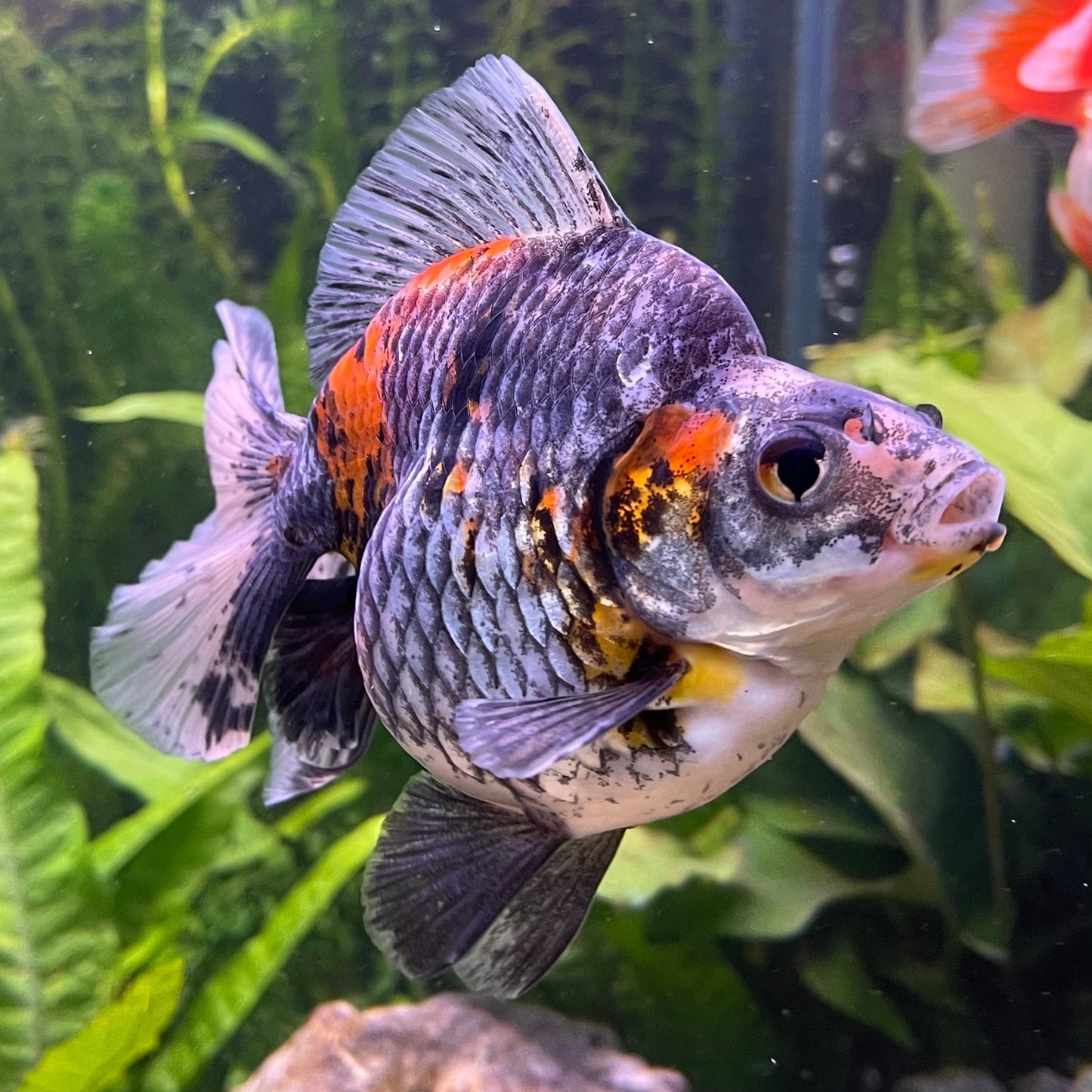 the-fish-farm Goldfish Ryukin Goldfish - Calico Buy Calico Ryukin Goldfish from The Fish Farm Australia