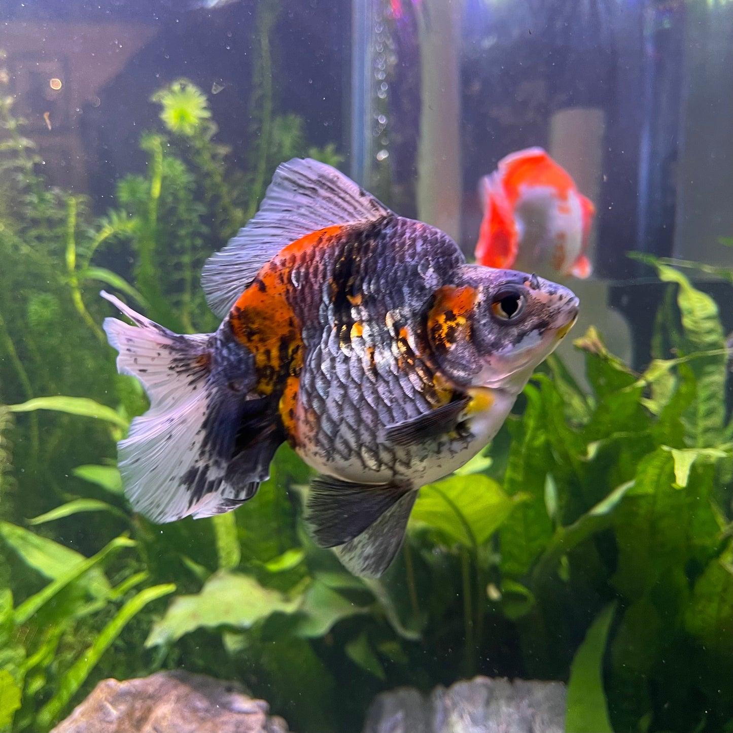 the-fish-farm Goldfish Ryukin Goldfish - Calico Buy Calico Ryukin Goldfish from The Fish Farm Australia