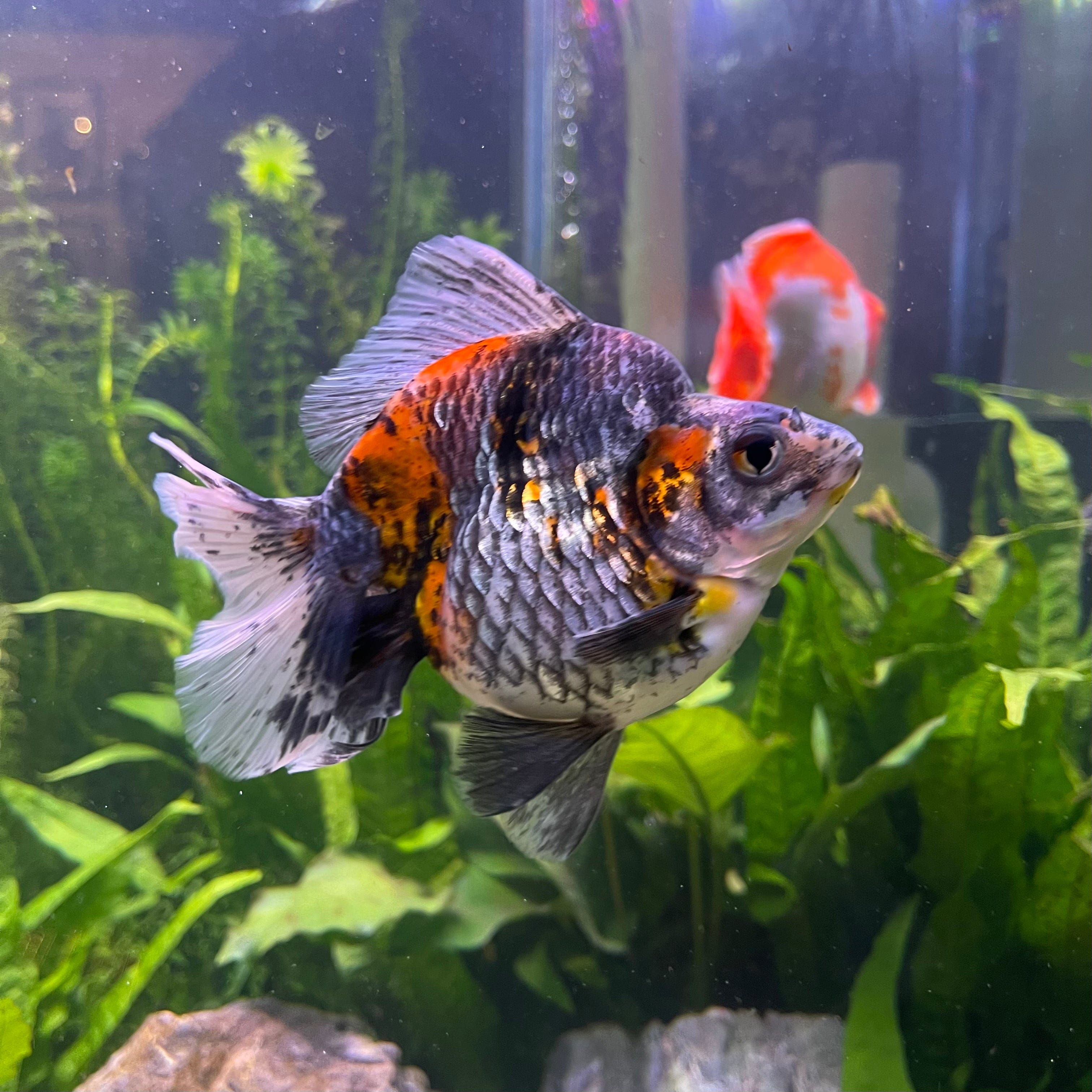 the-fish-farm Goldfish Ryukin Goldfish - Calico Buy Calico Ryukin Goldfish from The Fish Farm Australia