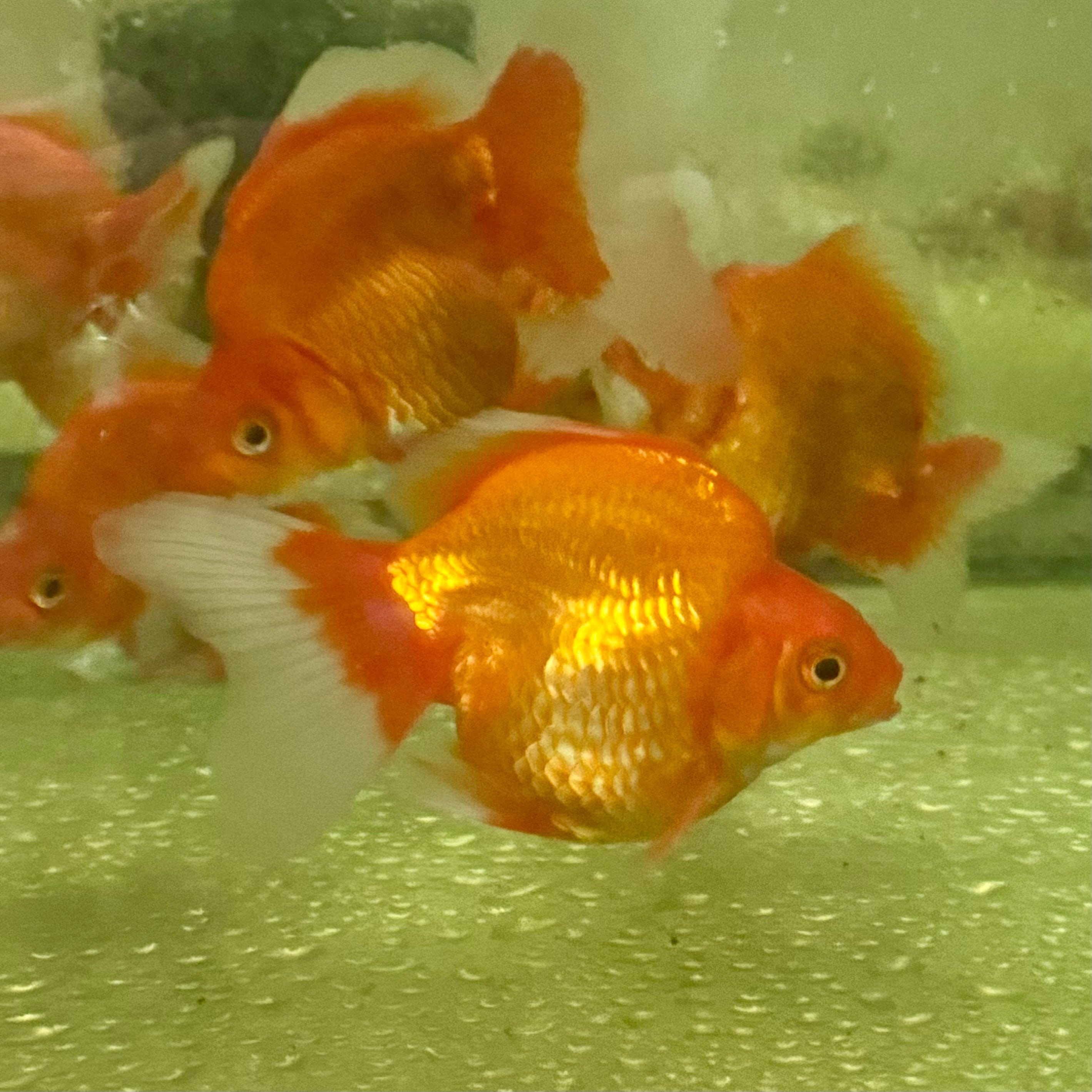 the-fish-farm Goldfish Ryukin Goldfish - Red Ryukin Goldfish - Assorted Colours - The Fish Farm