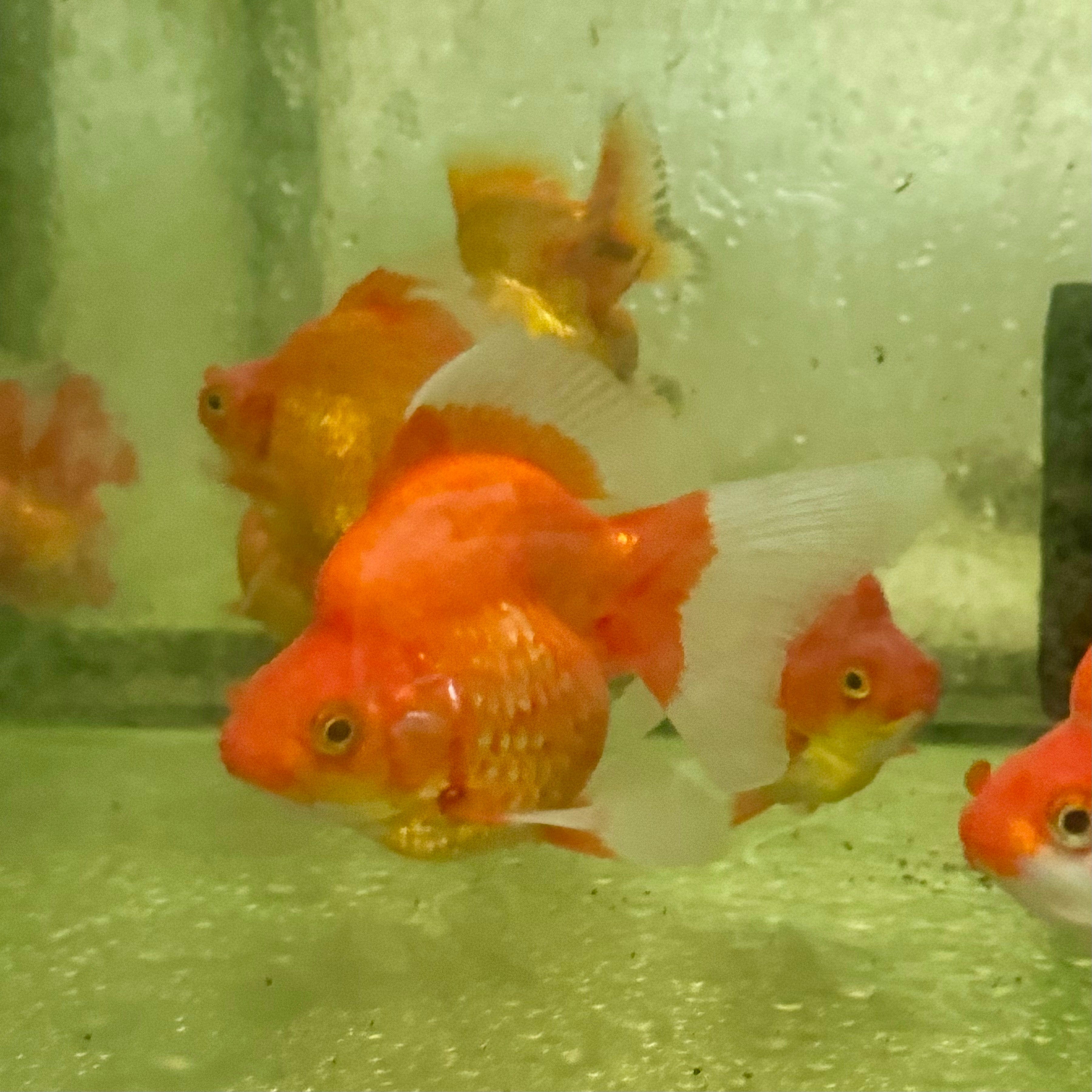 the-fish-farm Goldfish Ryukin Goldfish - Red Ryukin Goldfish - Assorted Colours - The Fish Farm