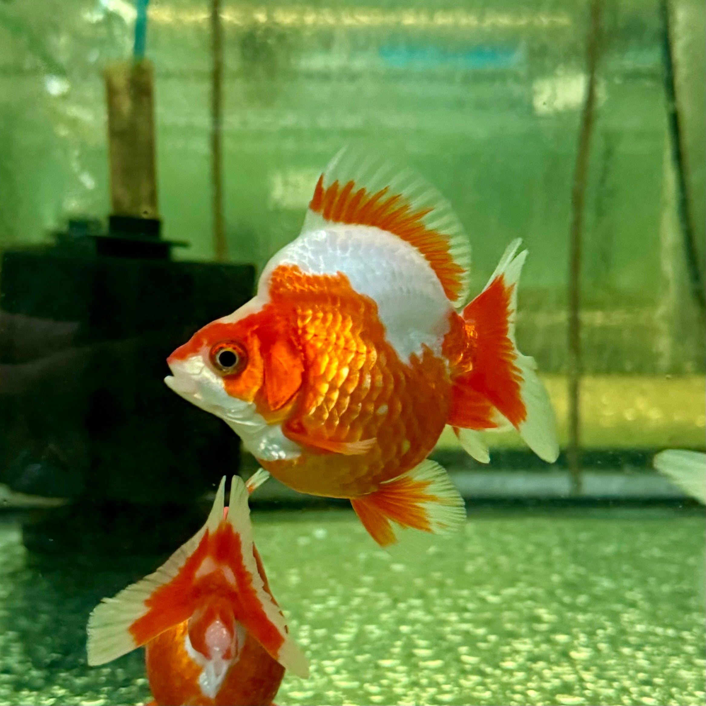 the-fish-farm Goldfish Ryukin Goldfish - Red & White Ryukin Goldfish - Assorted Colours - The Fish Farm