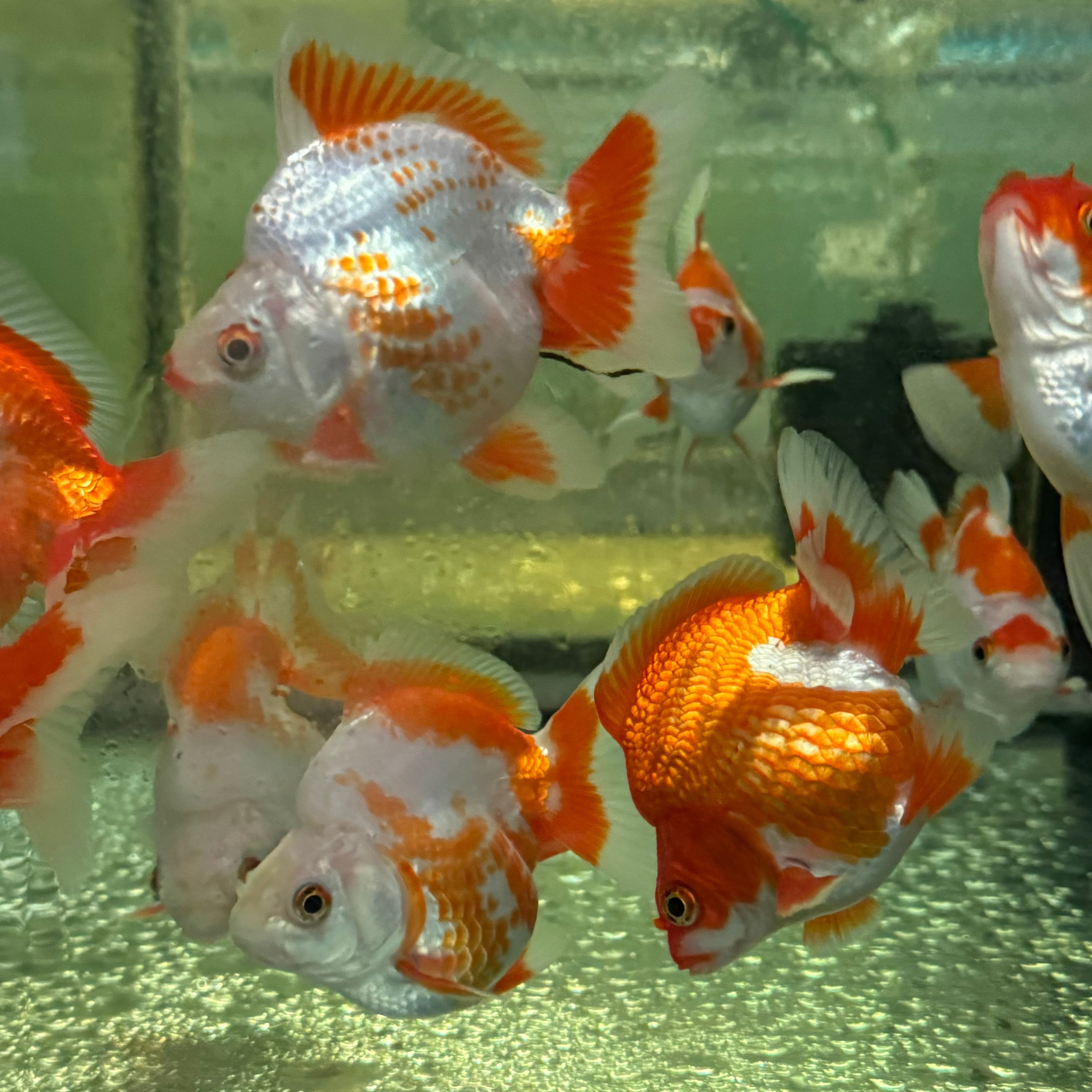 the-fish-farm Goldfish Ryukin Goldfish - Red & White Ryukin Goldfish - Assorted Colours - The Fish Farm