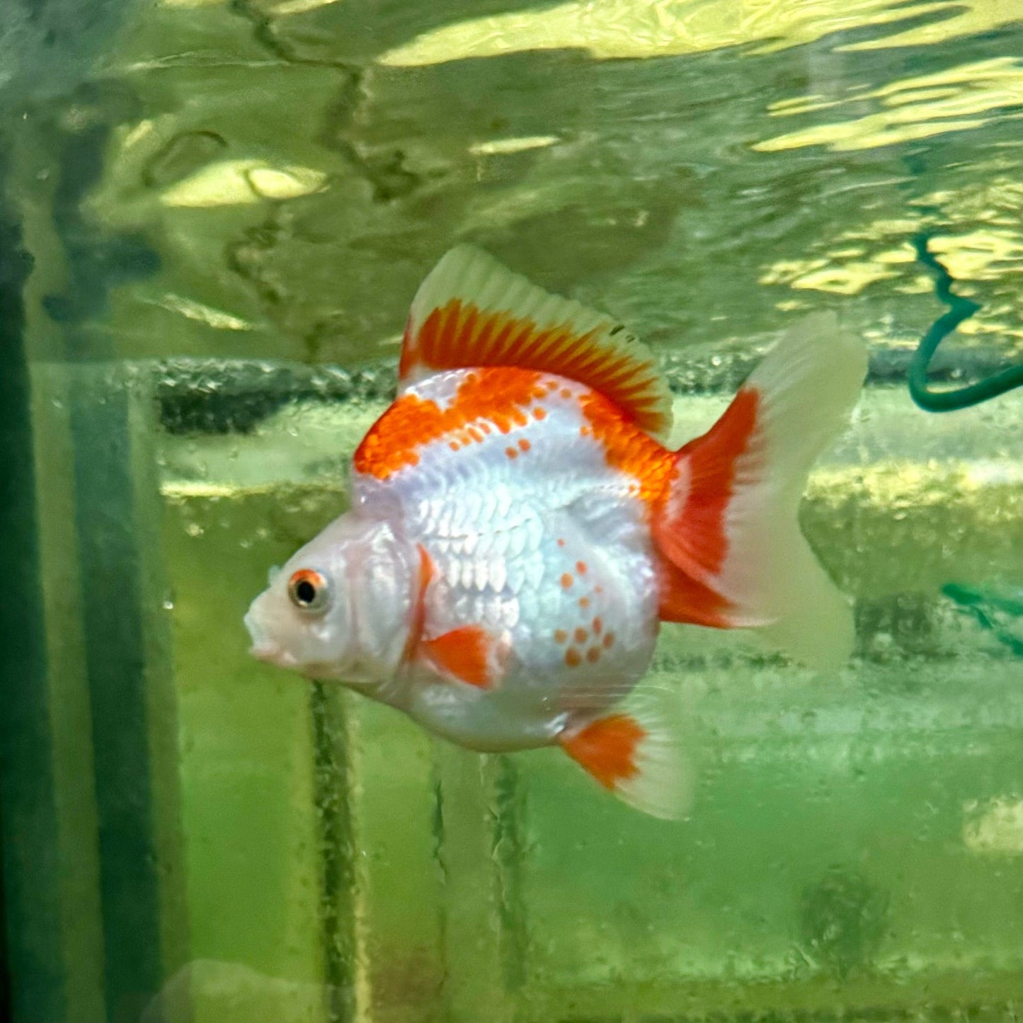 the-fish-farm Goldfish Ryukin Goldfish - Red & White Ryukin Goldfish - Assorted Colours - The Fish Farm