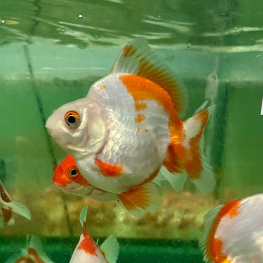 the-fish-farm Goldfish Ryukin Goldfish - Red & White Ryukin Goldfish - Assorted Colours - The Fish Farm
