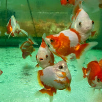 the-fish-farm Goldfish Ryukin Goldfish - Red & White Ryukin Goldfish - Assorted Colours - The Fish Farm