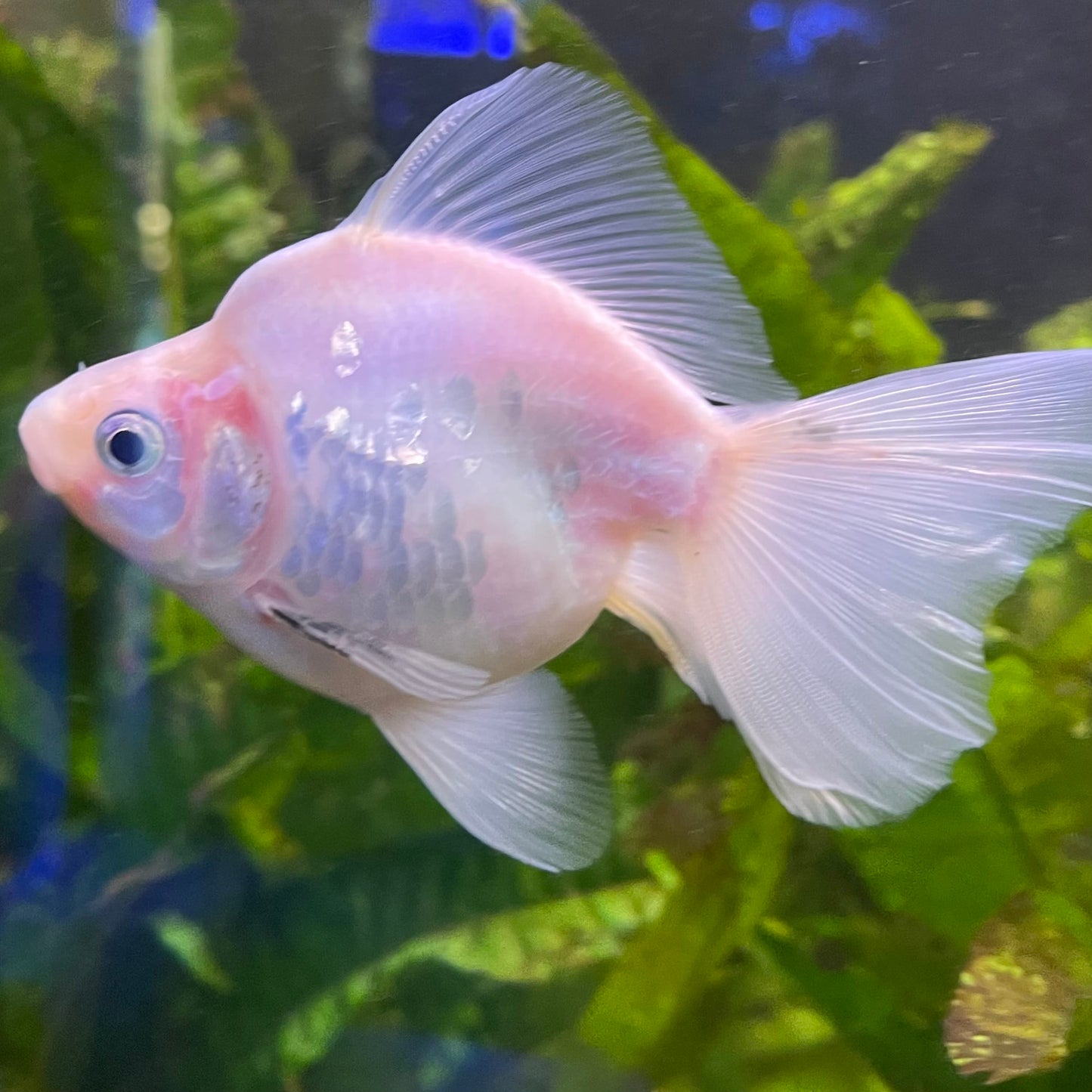 the-fish-farm Goldfish Ryukin Goldfish - White one only - 3 Red & White Ryukin Goldfish - The Fish Farm