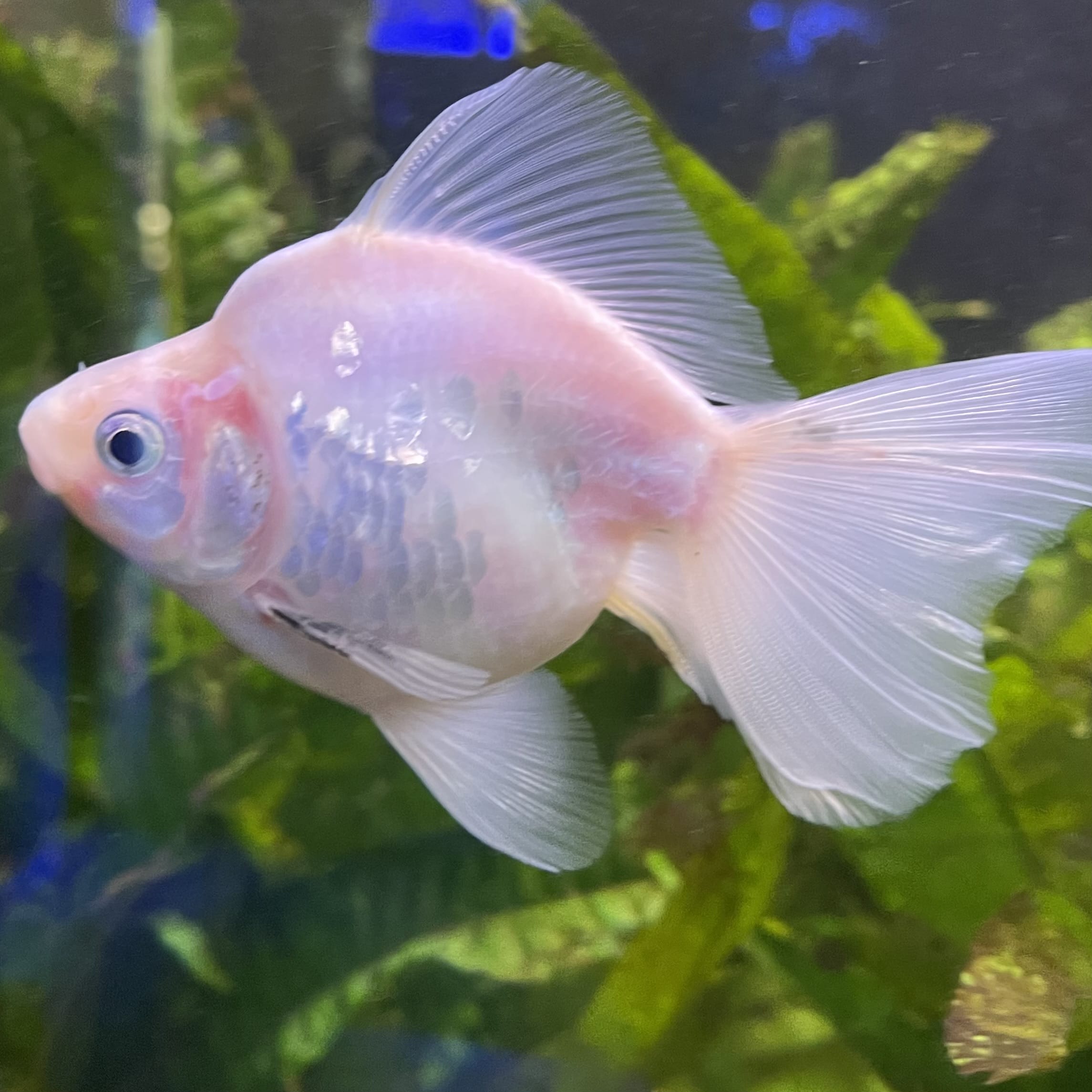 the-fish-farm Goldfish Ryukin Goldfish - White one only - 3 Red & White Ryukin Goldfish - The Fish Farm