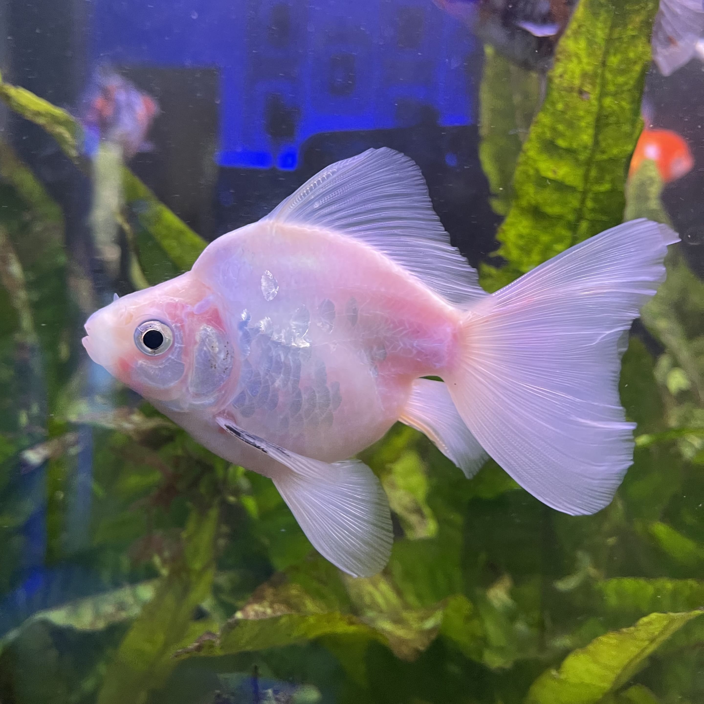 the-fish-farm Goldfish Ryukin Goldfish - White one only - 3 Red & White Ryukin Goldfish - The Fish Farm