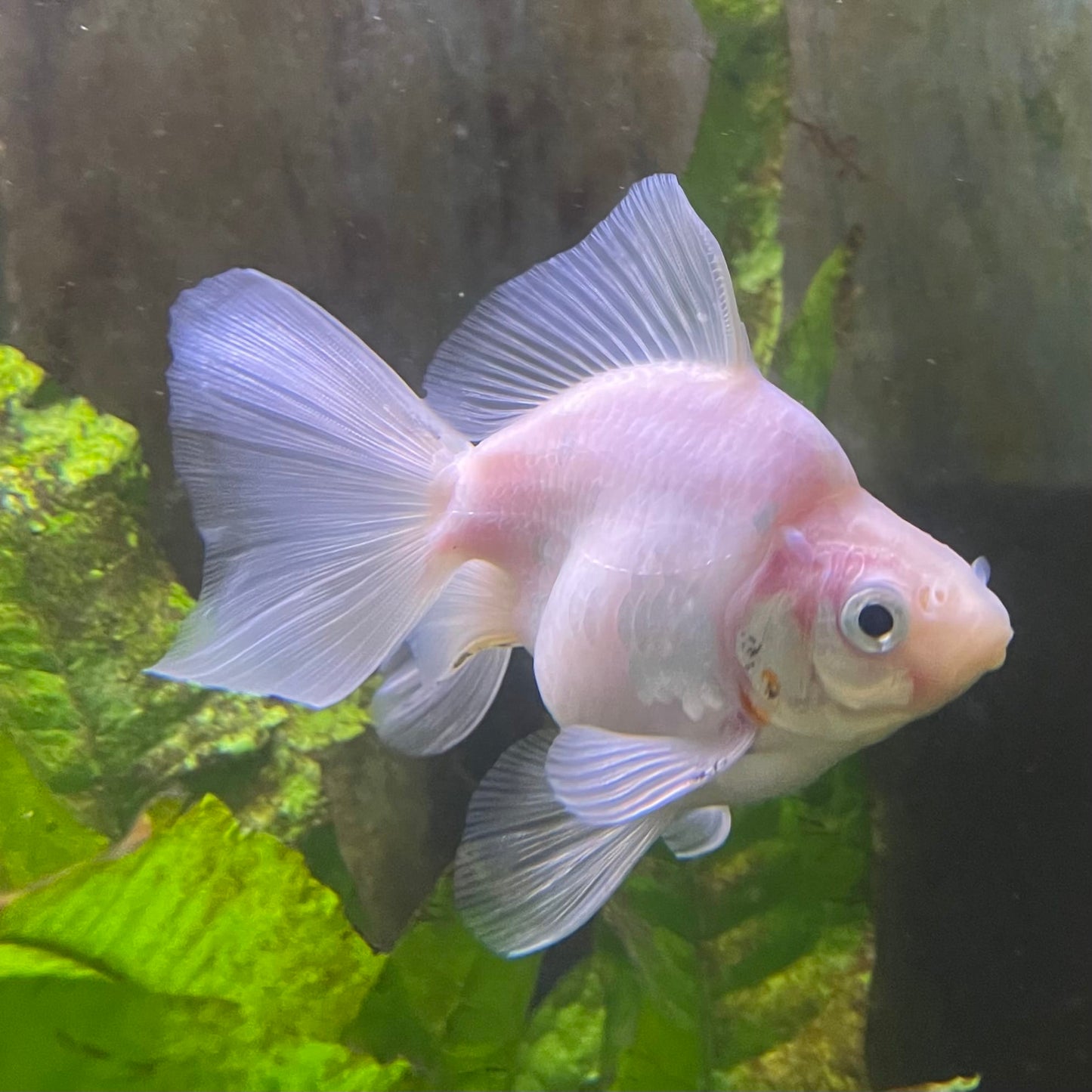the-fish-farm Goldfish Ryukin Goldfish - White one only - 3 Red & White Ryukin Goldfish - The Fish Farm