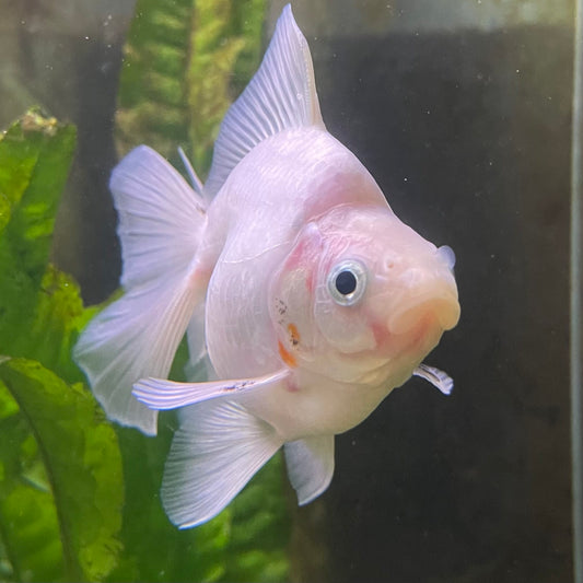 the-fish-farm Goldfish Ryukin Goldfish - White one only - 3 Red & White Ryukin Goldfish - The Fish Farm