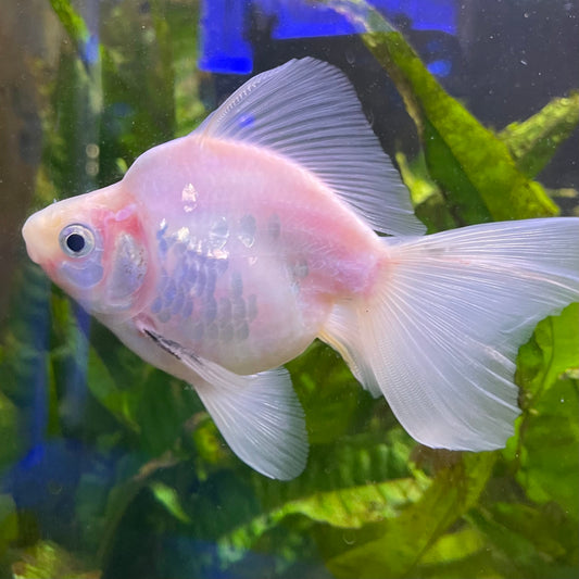the-fish-farm Goldfish Ryukin Goldfish - White one only - 3 Red & White Ryukin Goldfish - The Fish Farm