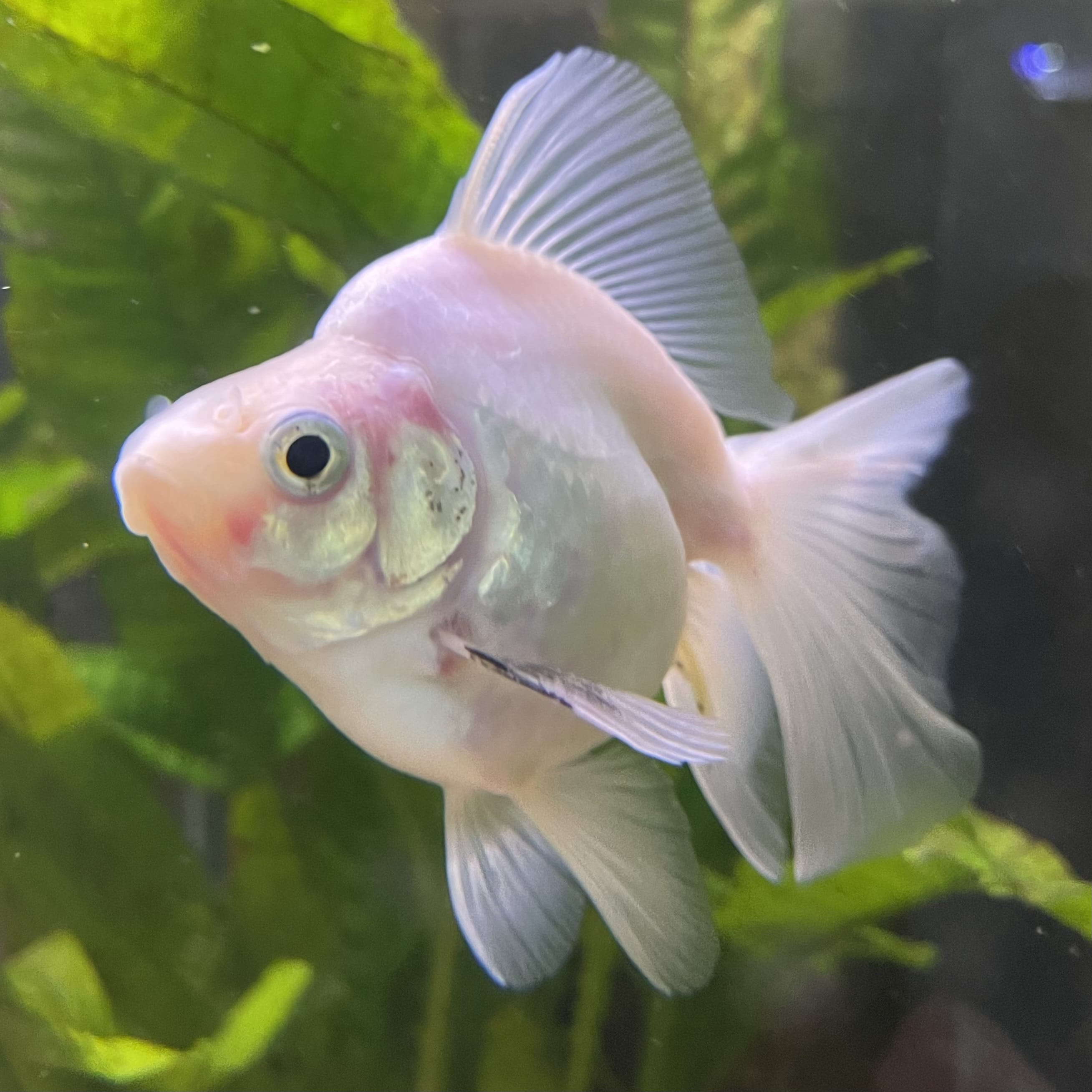 the-fish-farm Goldfish Ryukin Goldfish - White one only - 3 Red & White Ryukin Goldfish - The Fish Farm