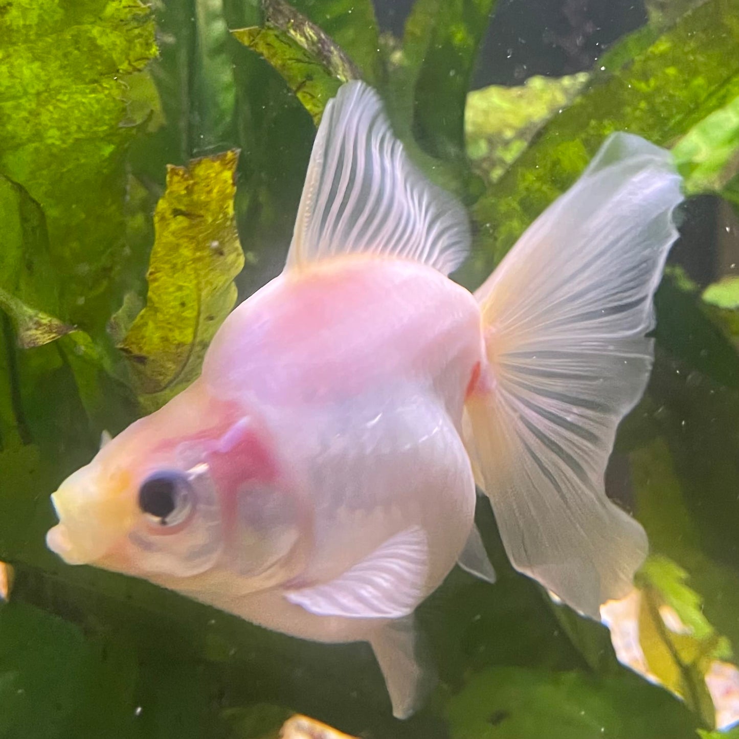 the-fish-farm Goldfish Ryukin Goldfish - White one only - 3 Red & White Ryukin Goldfish - The Fish Farm