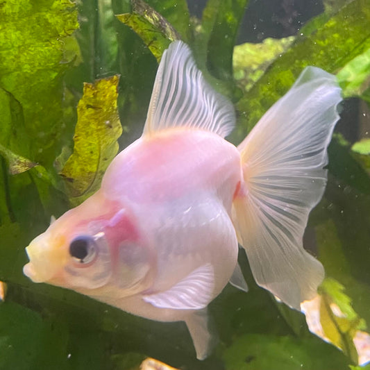 the-fish-farm Goldfish Ryukin Goldfish - White one only - 3 Red & White Ryukin Goldfish - The Fish Farm
