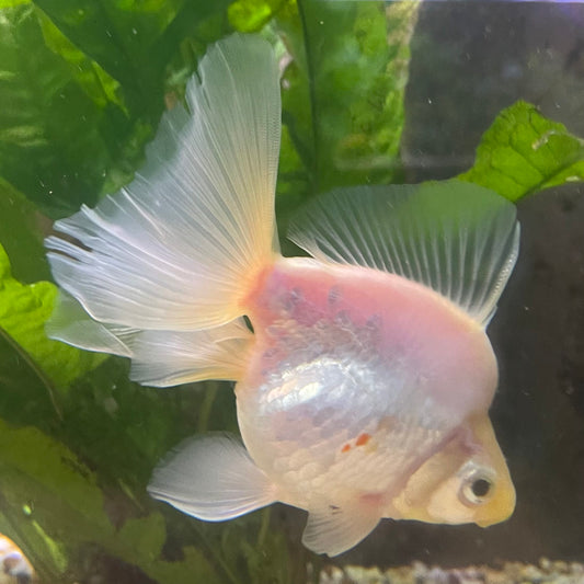 the-fish-farm Goldfish Ryukin Goldfish - White one only - 3 Red & White Ryukin Goldfish - The Fish Farm