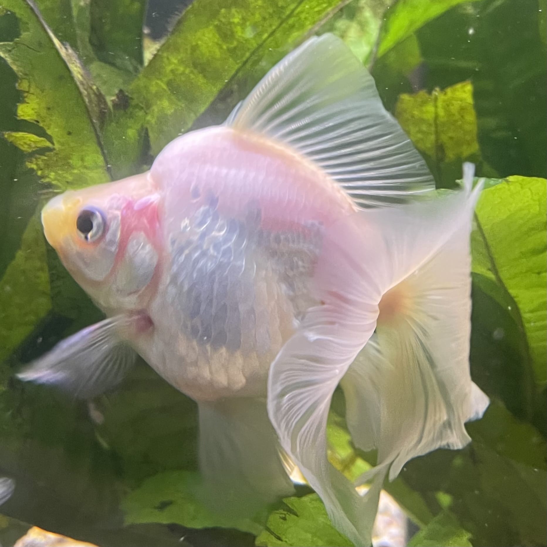 the-fish-farm Goldfish Ryukin Goldfish - White one only - 3 Red & White Ryukin Goldfish - The Fish Farm