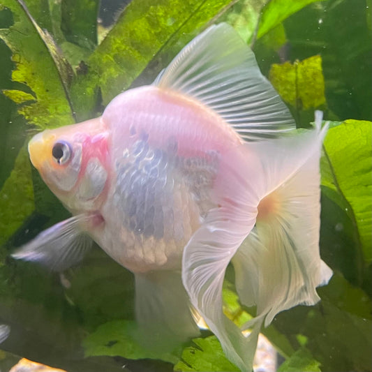 the-fish-farm Goldfish Ryukin Goldfish - White one only - 3 Red & White Ryukin Goldfish - The Fish Farm
