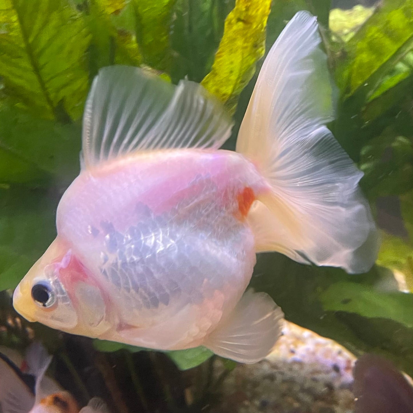 the-fish-farm Goldfish Ryukin Goldfish - White one only - 3 Red & White Ryukin Goldfish - The Fish Farm