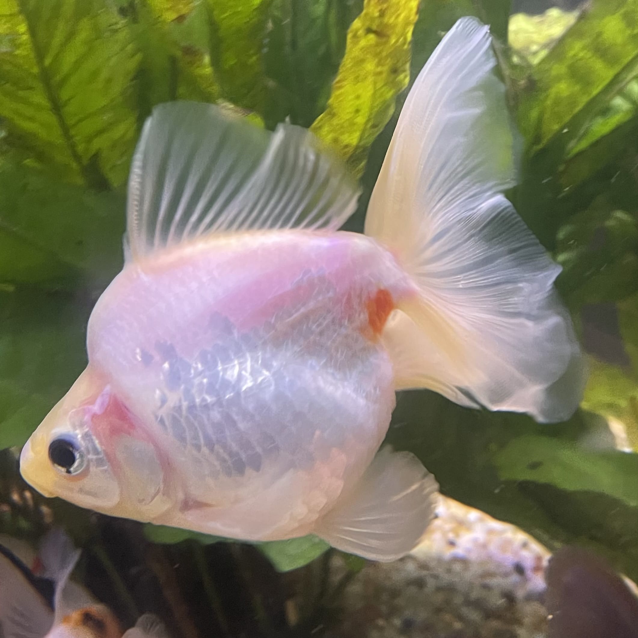 the-fish-farm Goldfish Ryukin Goldfish - White one only - 3 Red & White Ryukin Goldfish - The Fish Farm