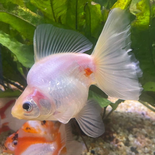 the-fish-farm Goldfish Ryukin Goldfish - White one only - 3 Red & White Ryukin Goldfish - The Fish Farm