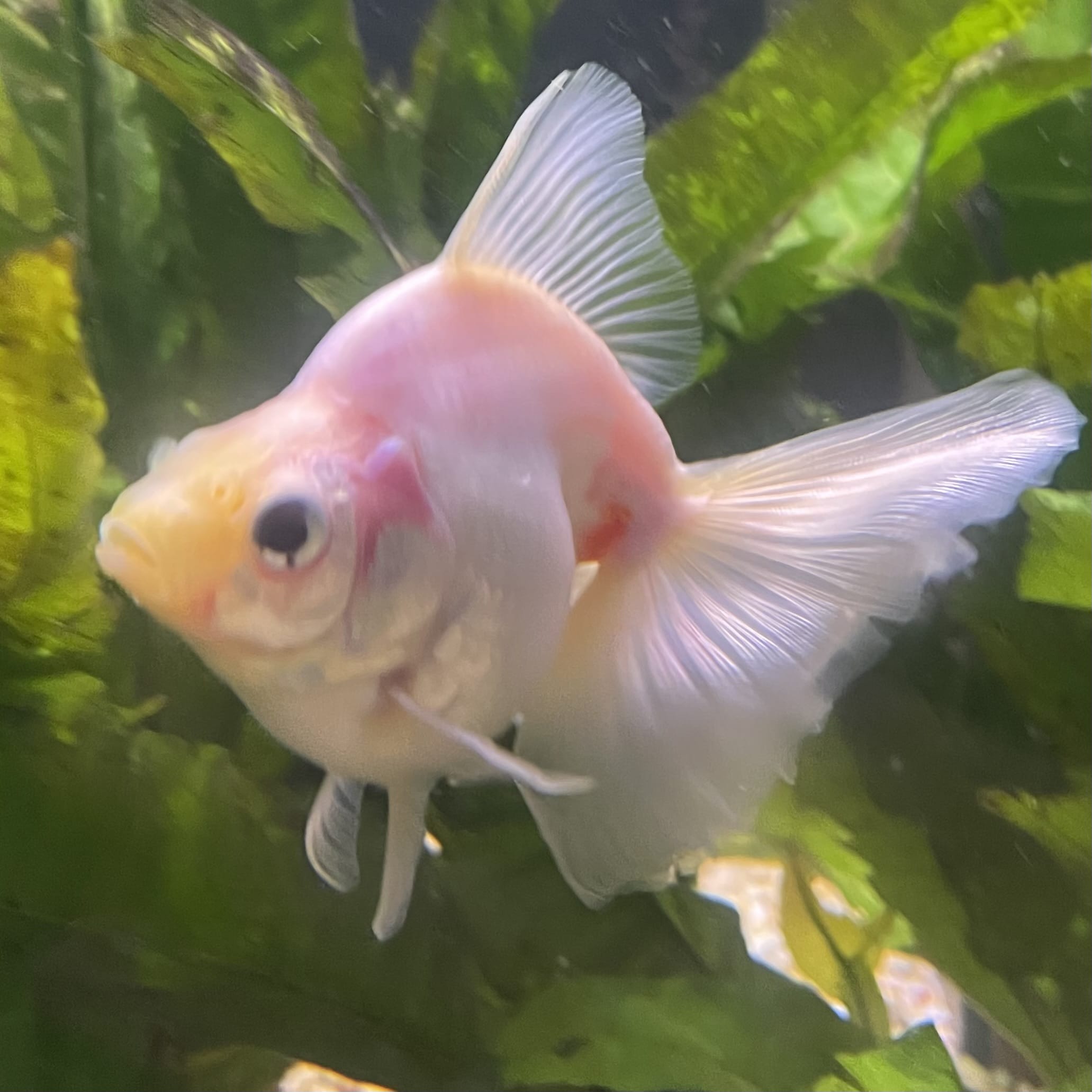 the-fish-farm Goldfish Ryukin Goldfish - White one only - 3 Red & White Ryukin Goldfish - The Fish Farm