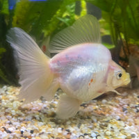 the-fish-farm Goldfish Ryukin Goldfish - White one only - 3 Red & White Ryukin Goldfish - The Fish Farm