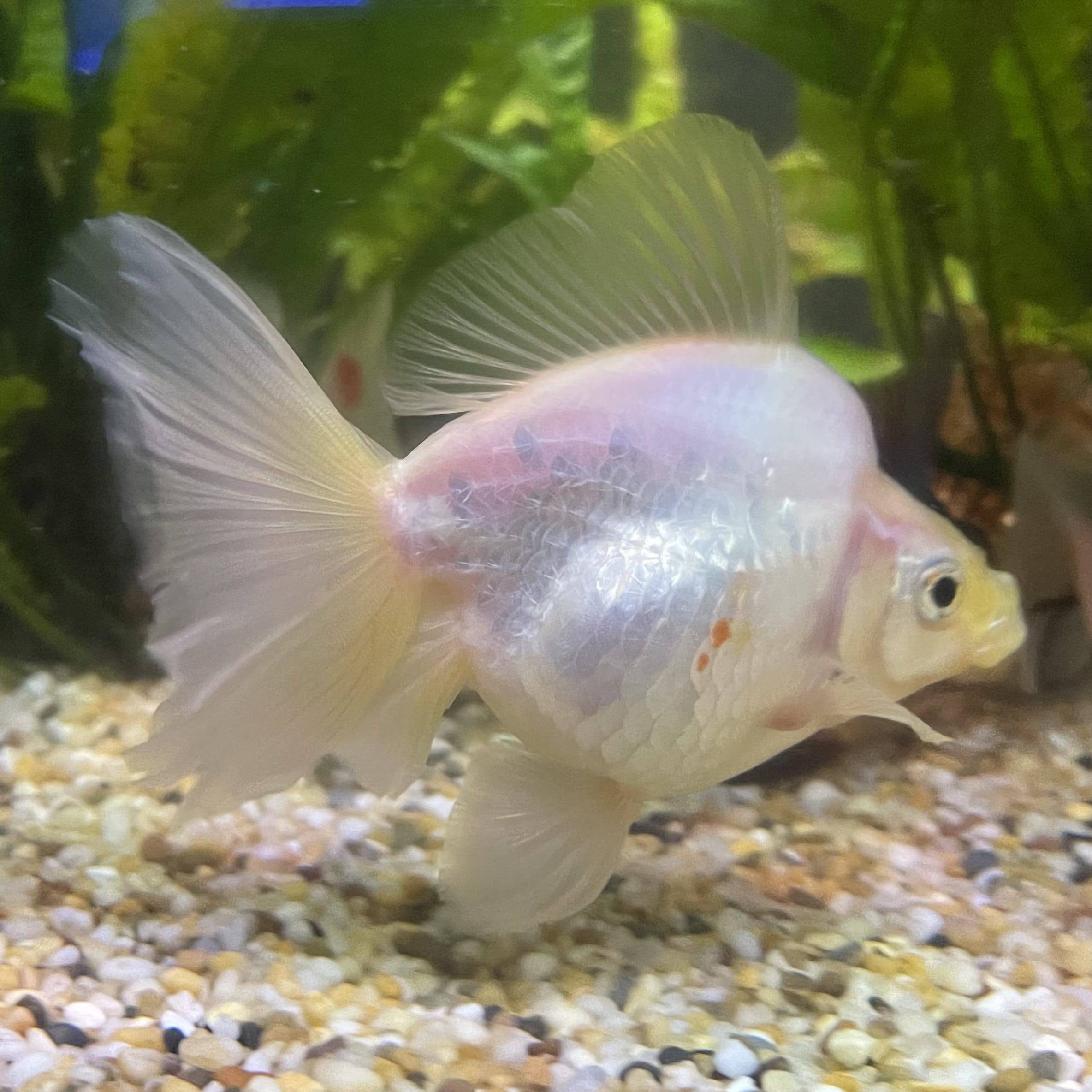 the-fish-farm Goldfish Ryukin Goldfish - White one only - 3 Red & White Ryukin Goldfish - The Fish Farm