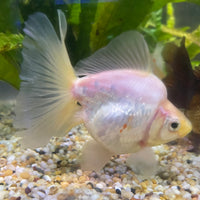 the-fish-farm Goldfish Ryukin Goldfish - White one only - 3 Red & White Ryukin Goldfish - The Fish Farm